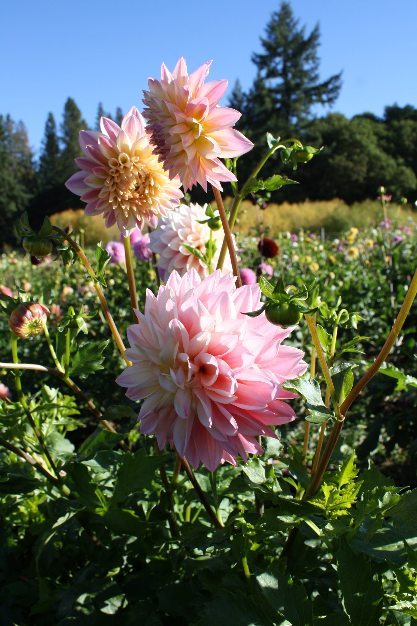 Coralie Dahlia Tuber