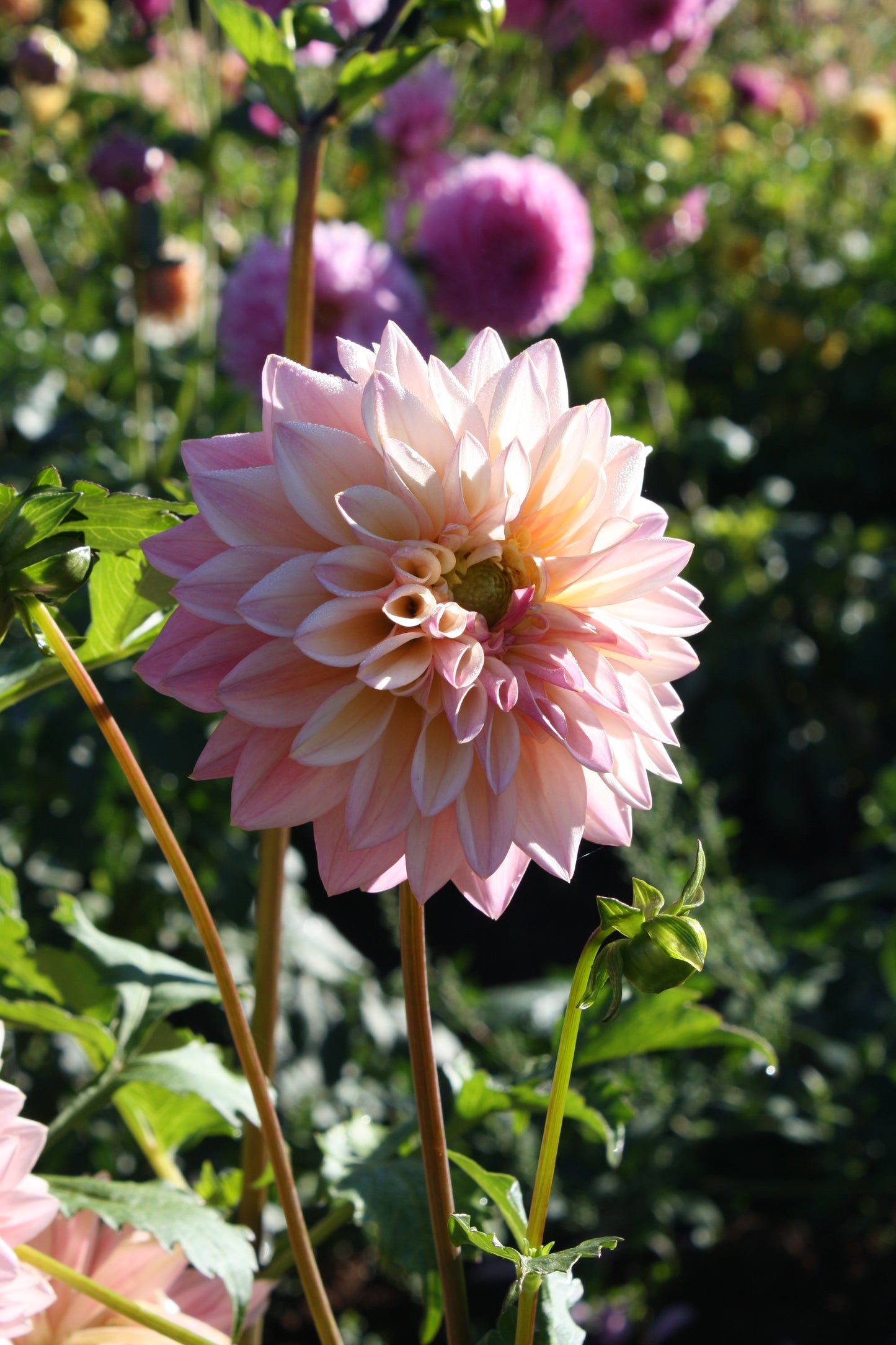 Coralie Dahlia Tuber