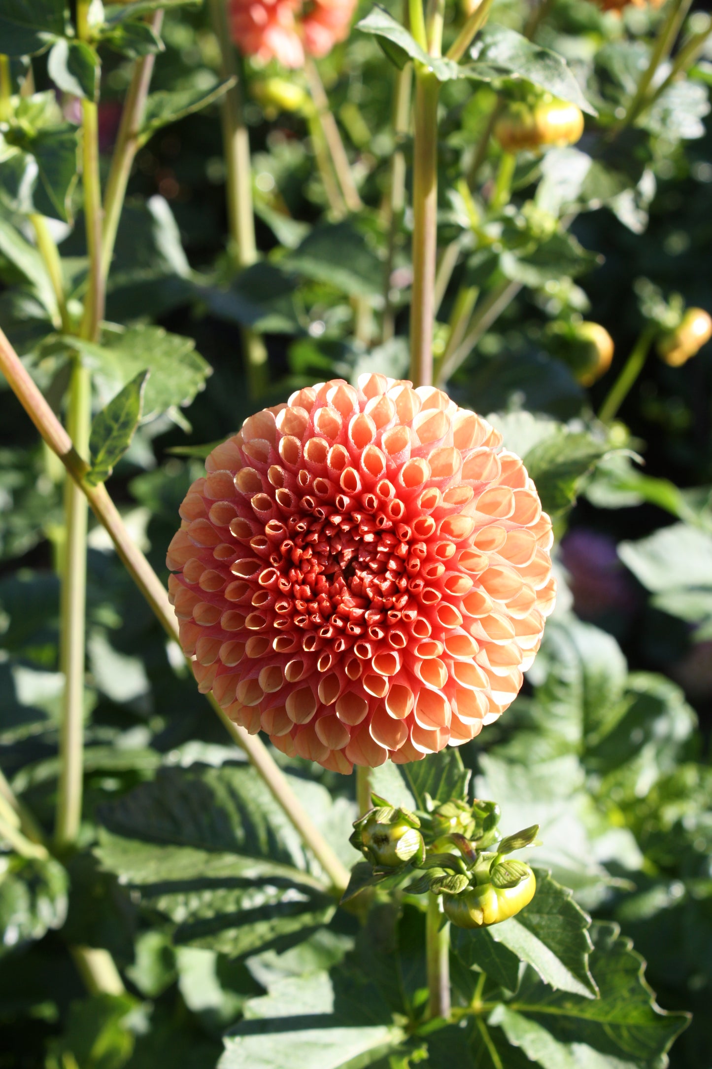 Hy Suntan Dahlia Tuber