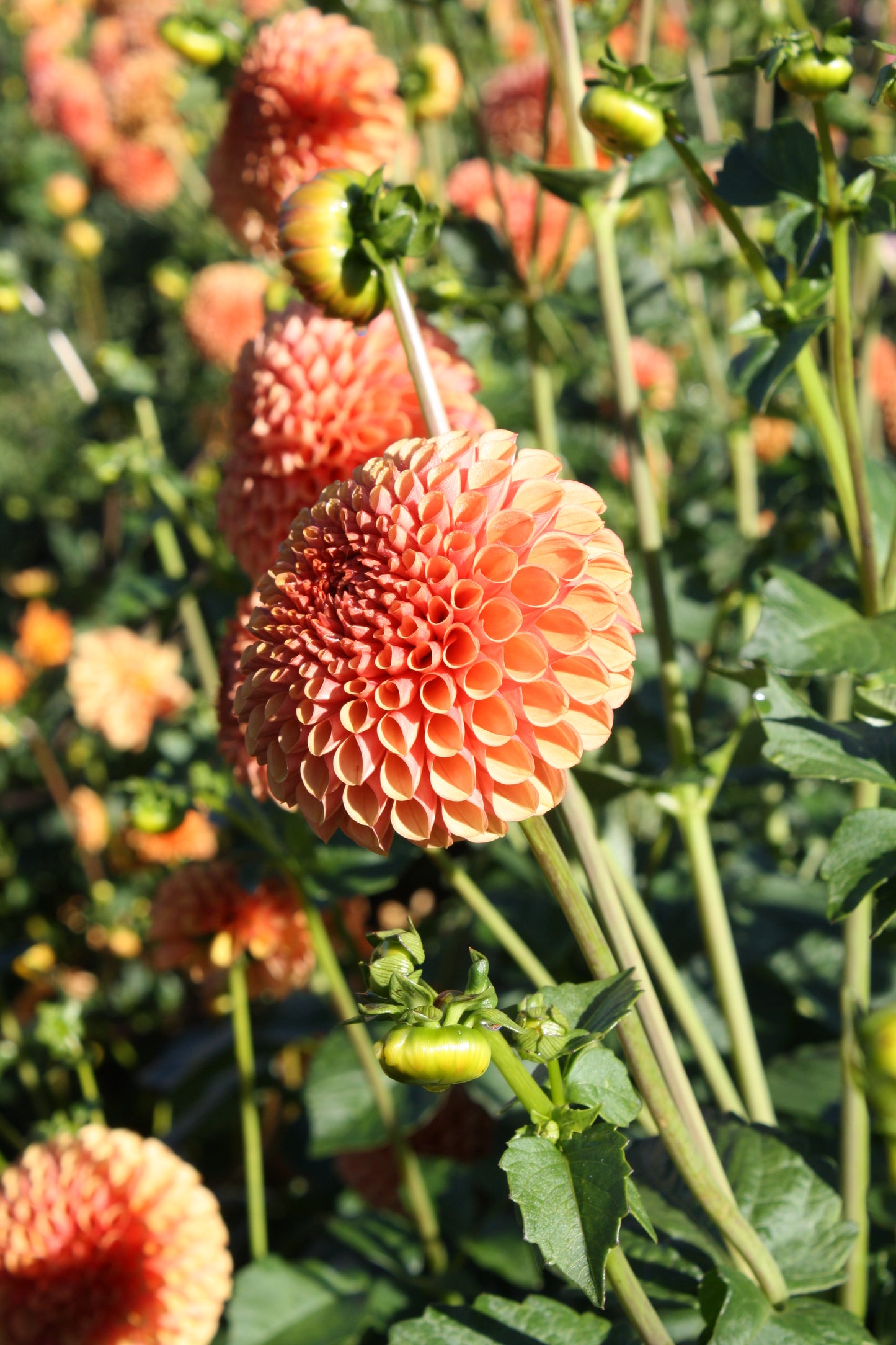 Hy Suntan Dahlia Tuber