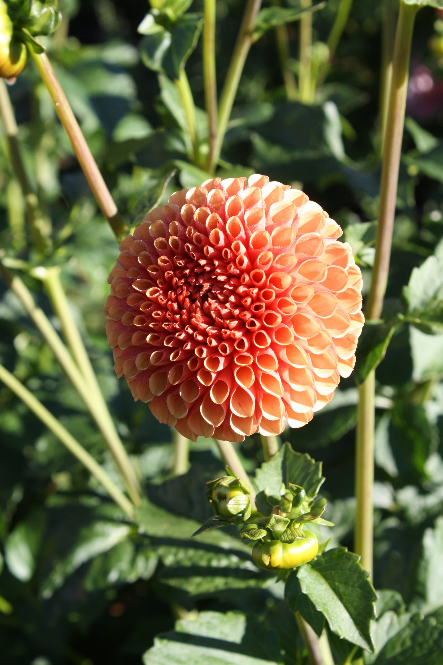 Hy Suntan Dahlia Tuber