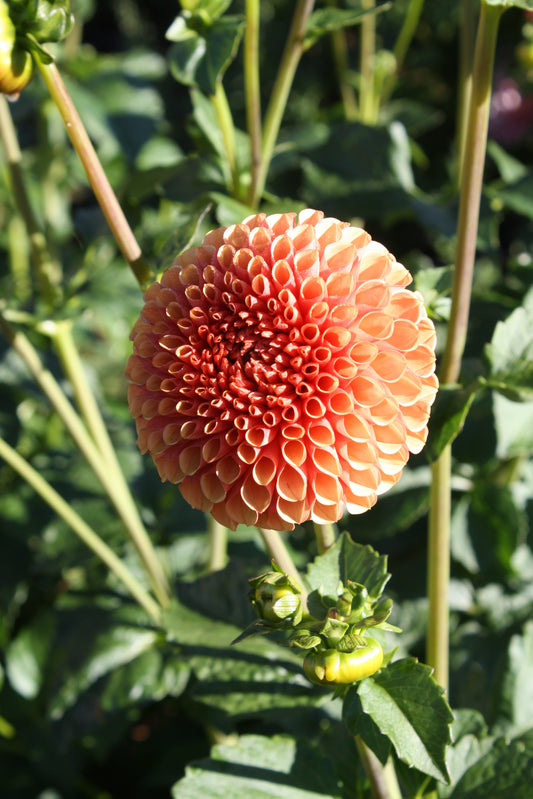 Hy Suntan Dahlia Tuber