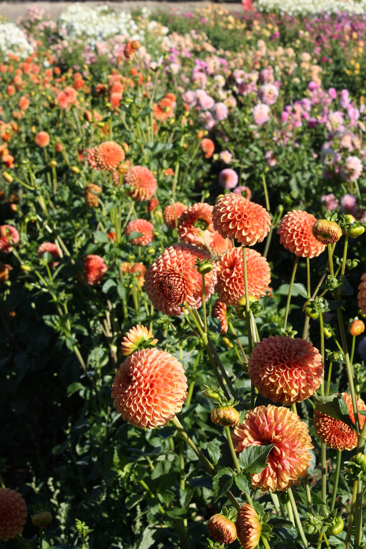 Hy Suntan Dahlia Tuber
