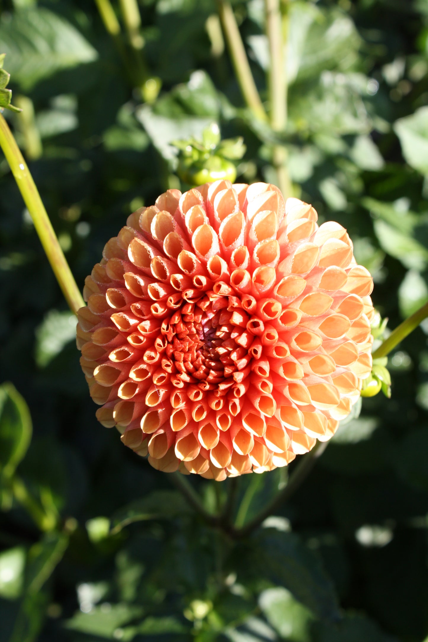 Hy Suntan Dahlia Tuber