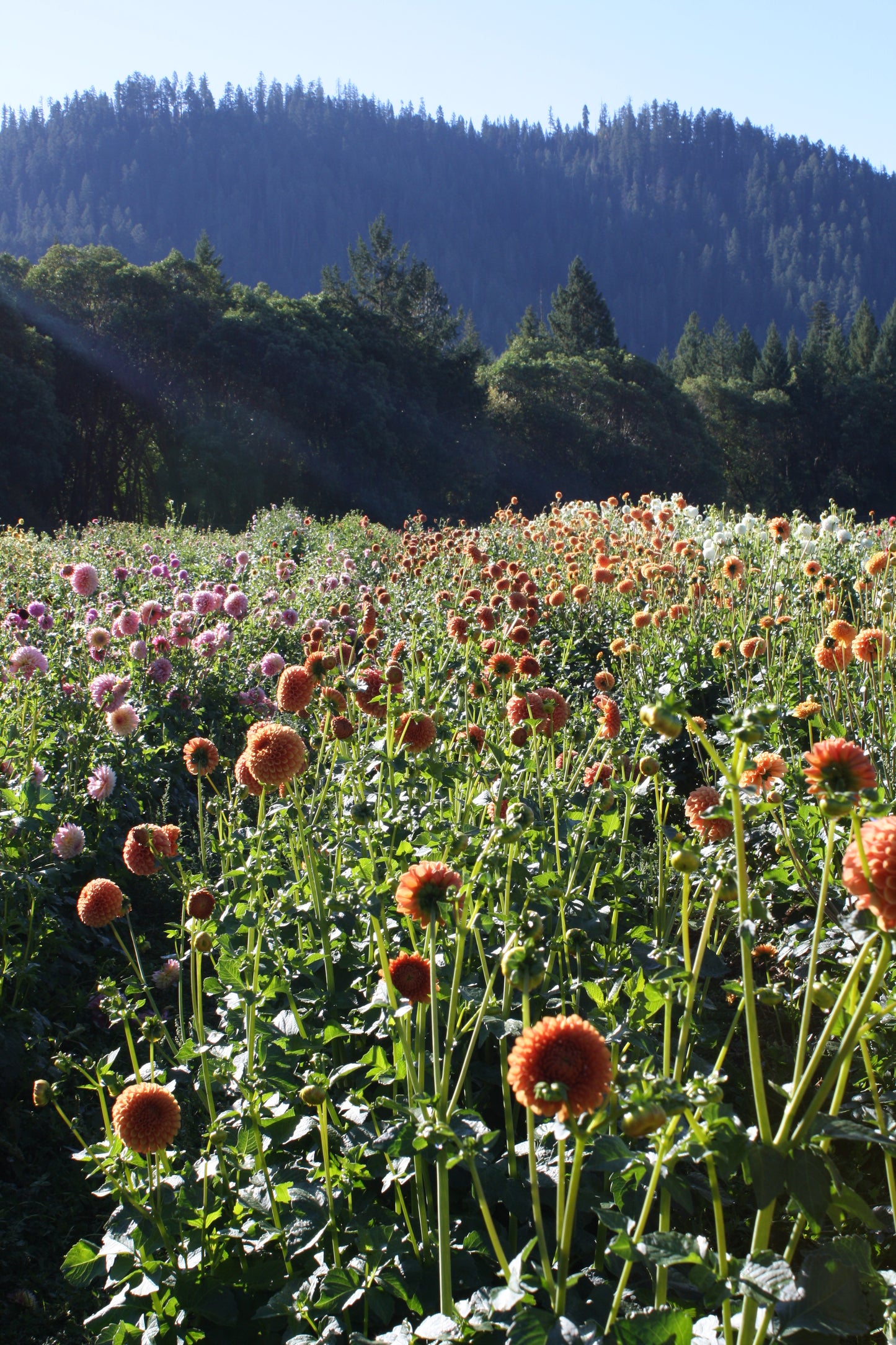 Hy Suntan Dahlia Tuber