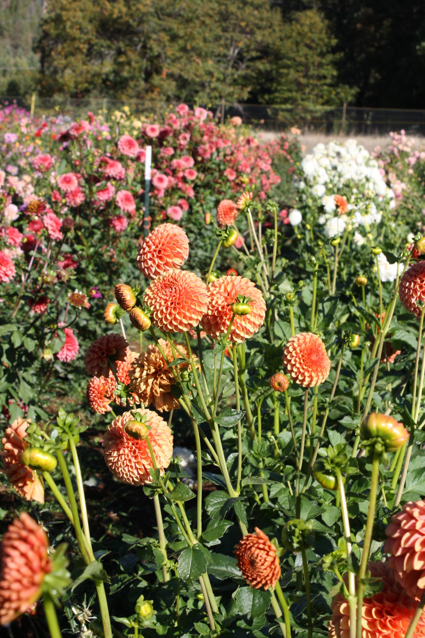 Hy Suntan Dahlia Tuber