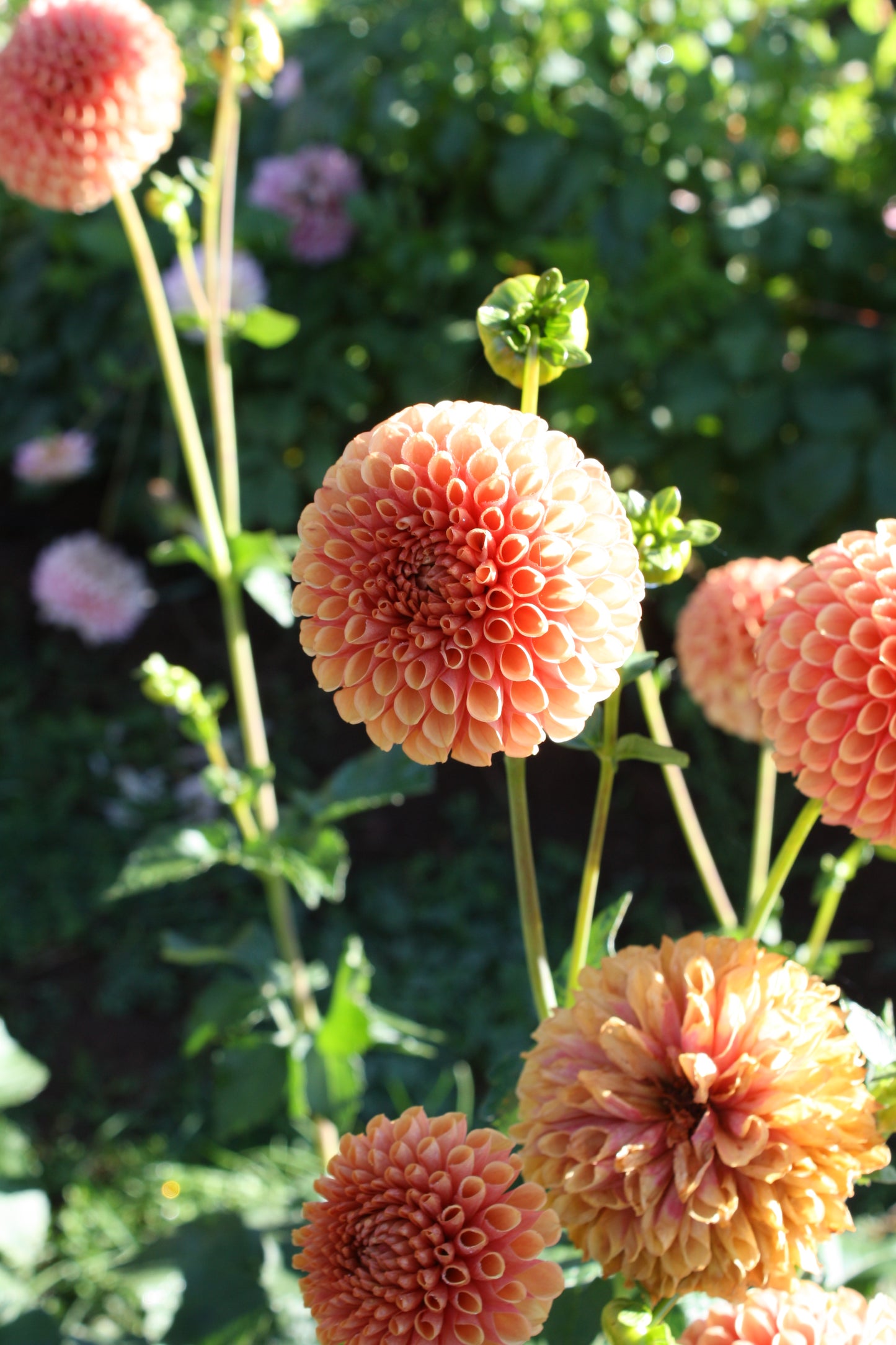 Hy Suntan Dahlia Tuber