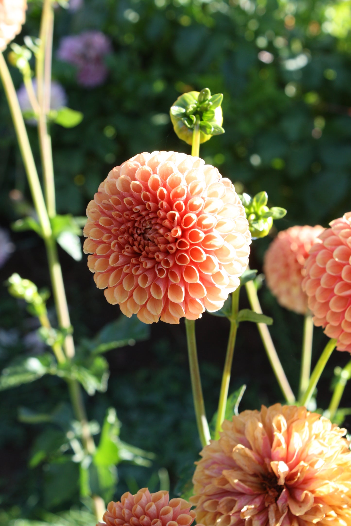 Hy Suntan Dahlia Tuber