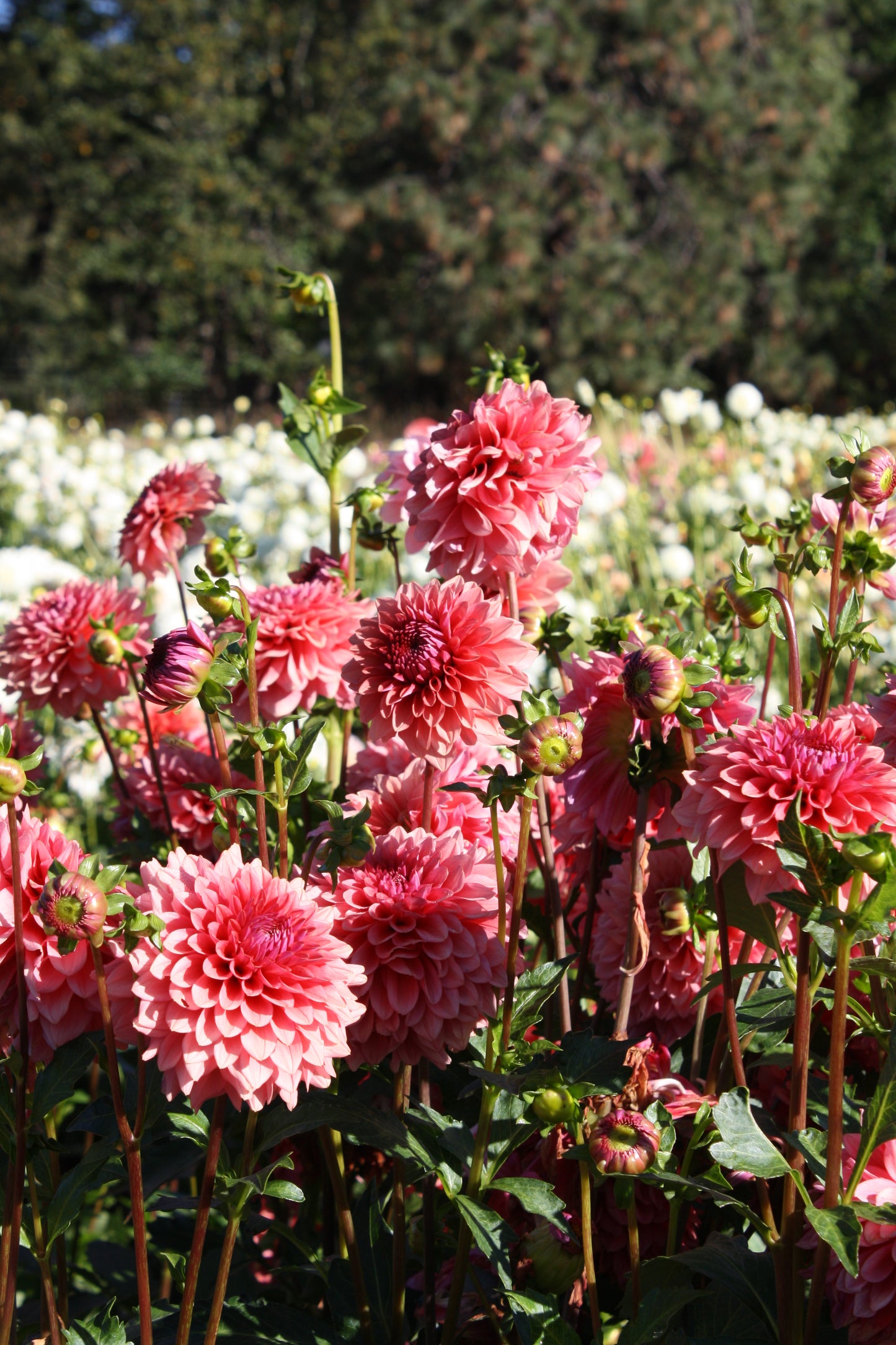 Mystique Dahlia Tuber