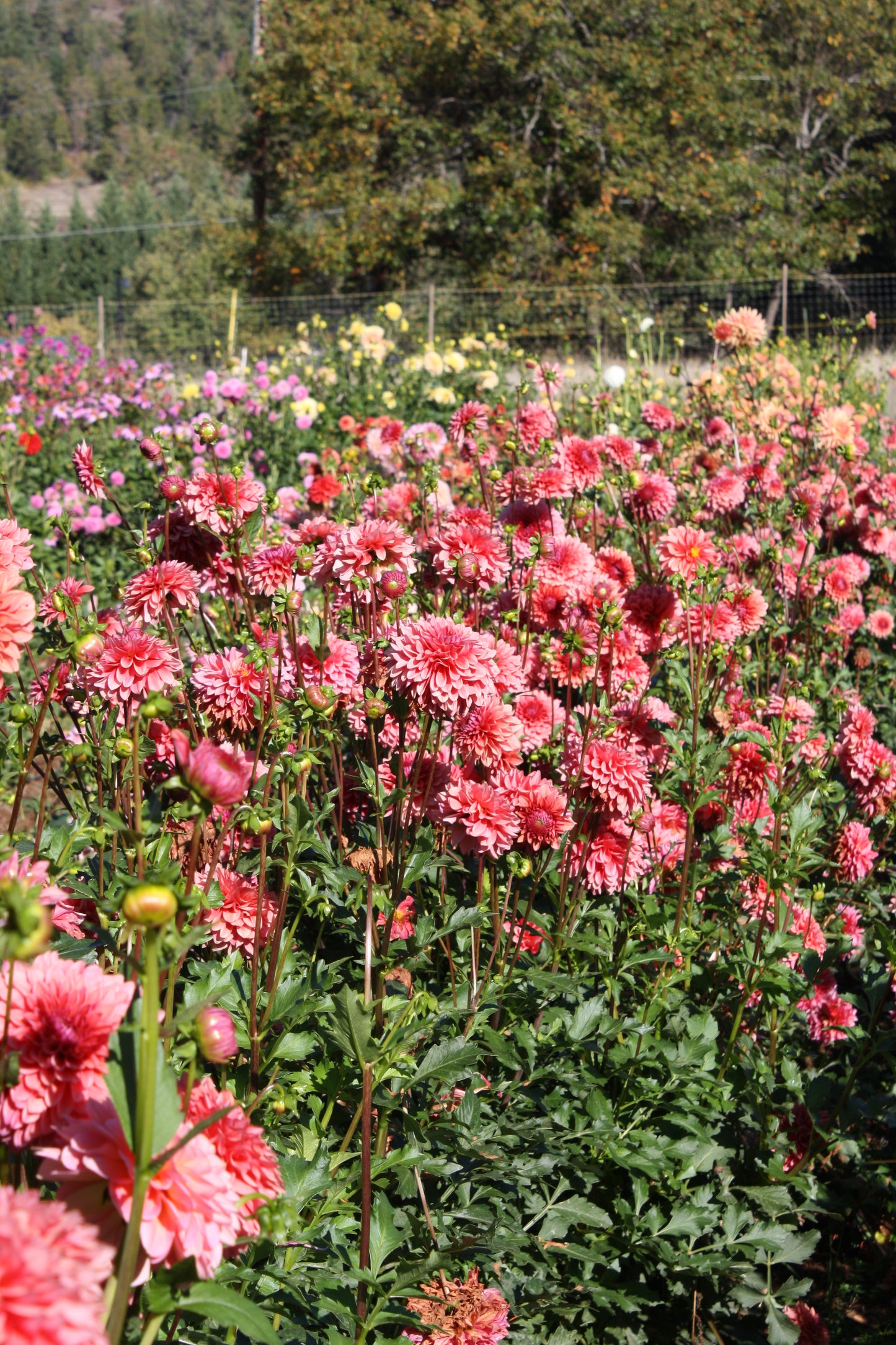 Mystique Dahlia Tuber
