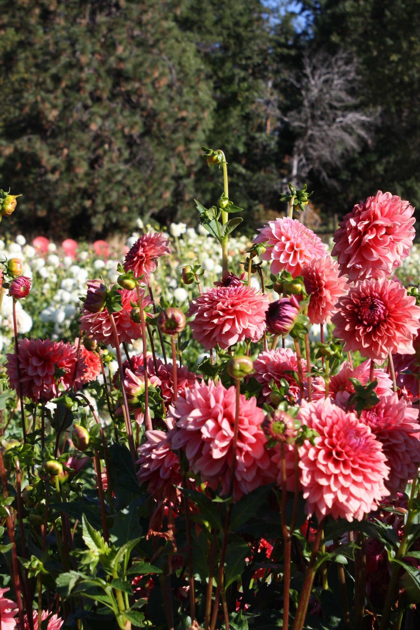 Mystique Dahlia Tuber