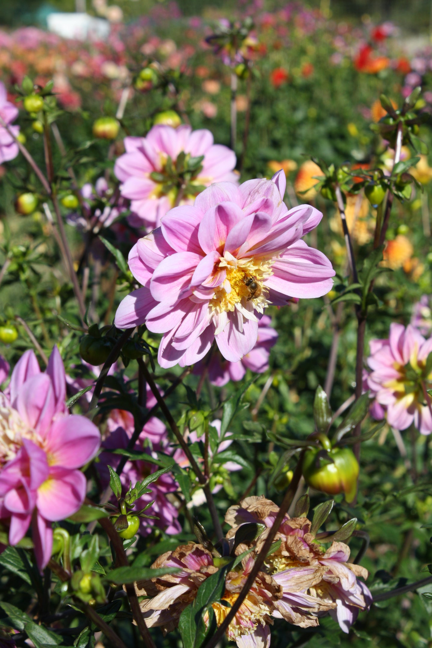 Take Off Dahlia Tuber