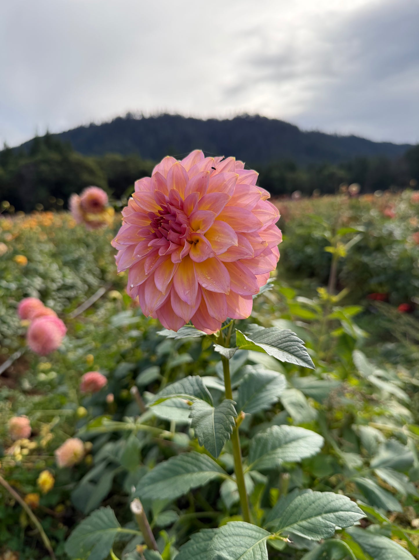 Parkland Tribute Dahlia Tuber