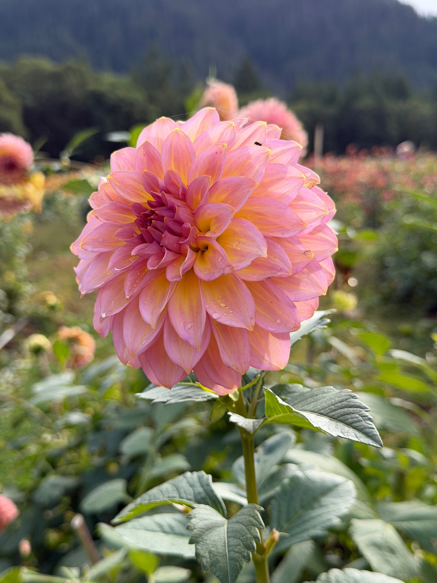 Parkland Tribute Dahlia Tuber