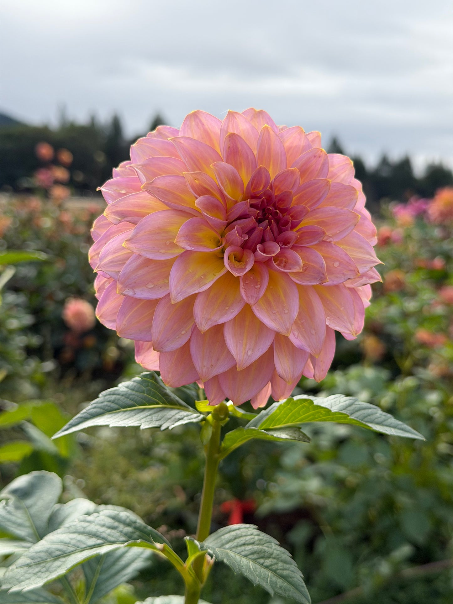Parkland Tribute Dahlia Tuber