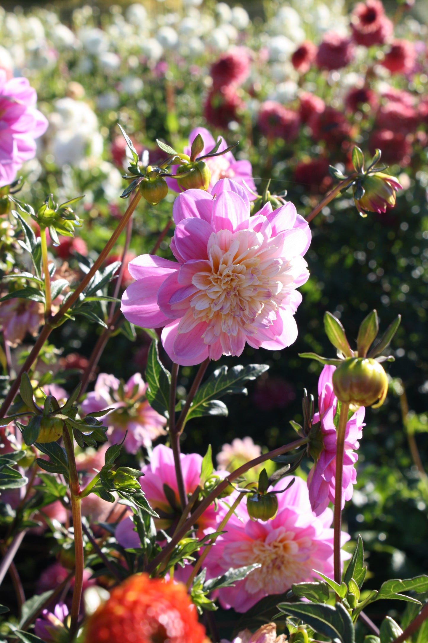 Take Off Dahlia Tuber