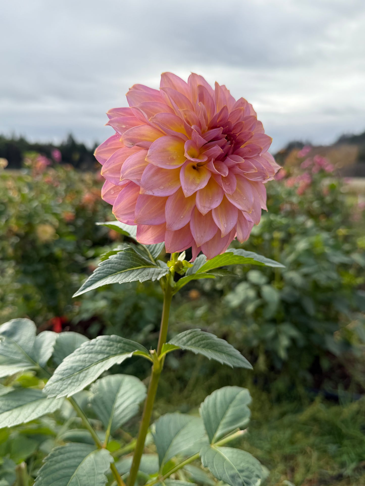 Parkland Tribute Dahlia Tuber