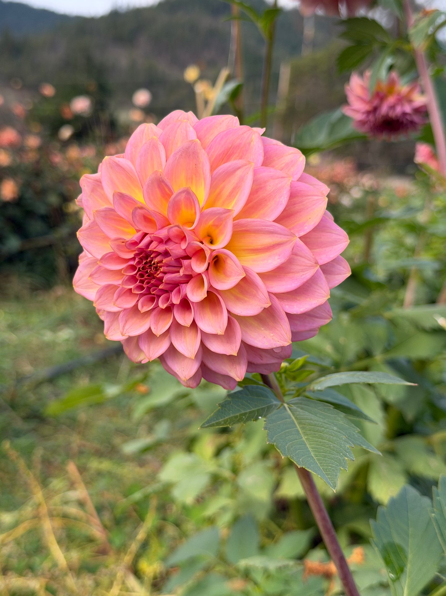 Parkland Tribute Dahlia Tuber
