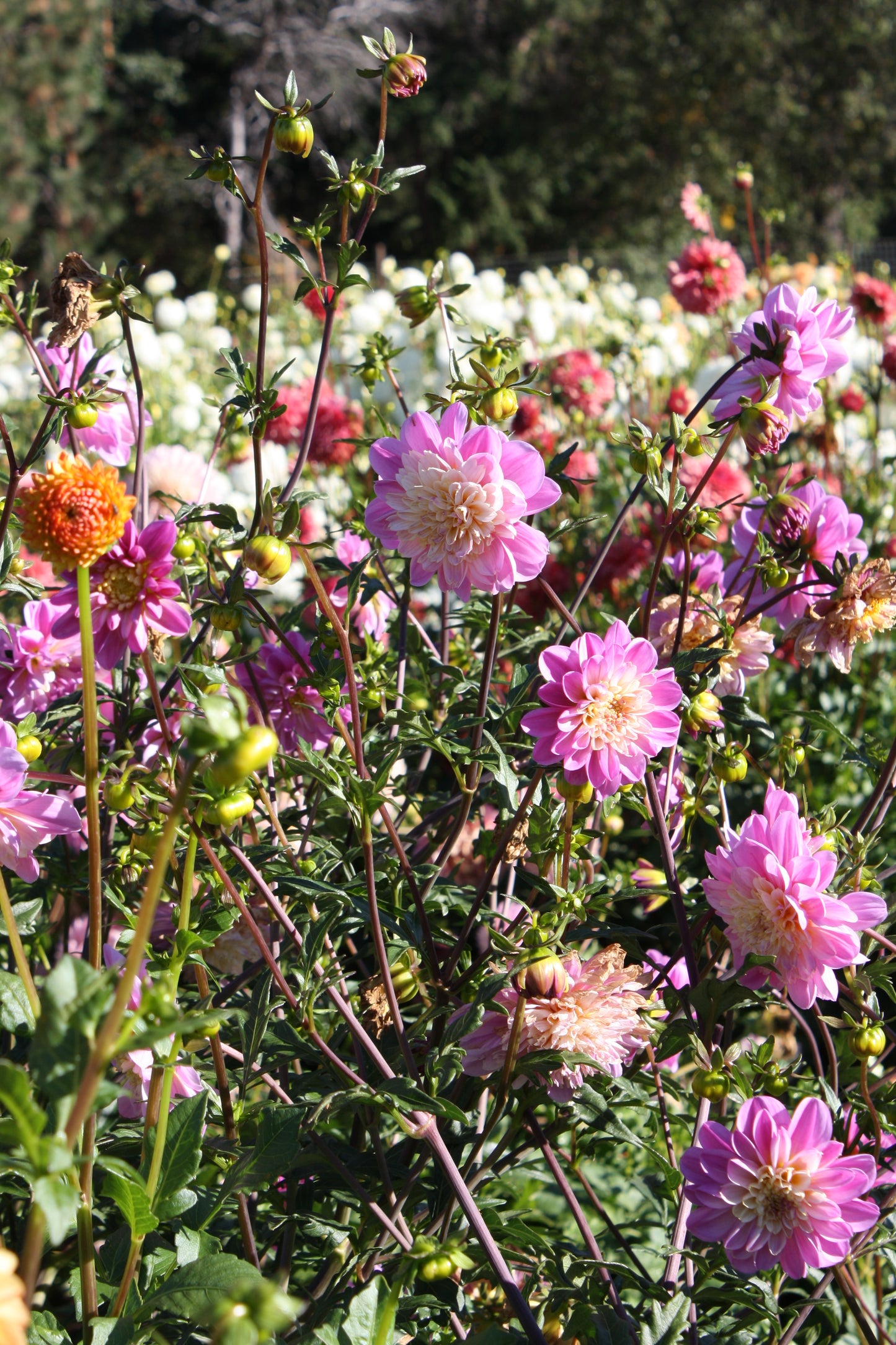 Take Off Dahlia Tuber