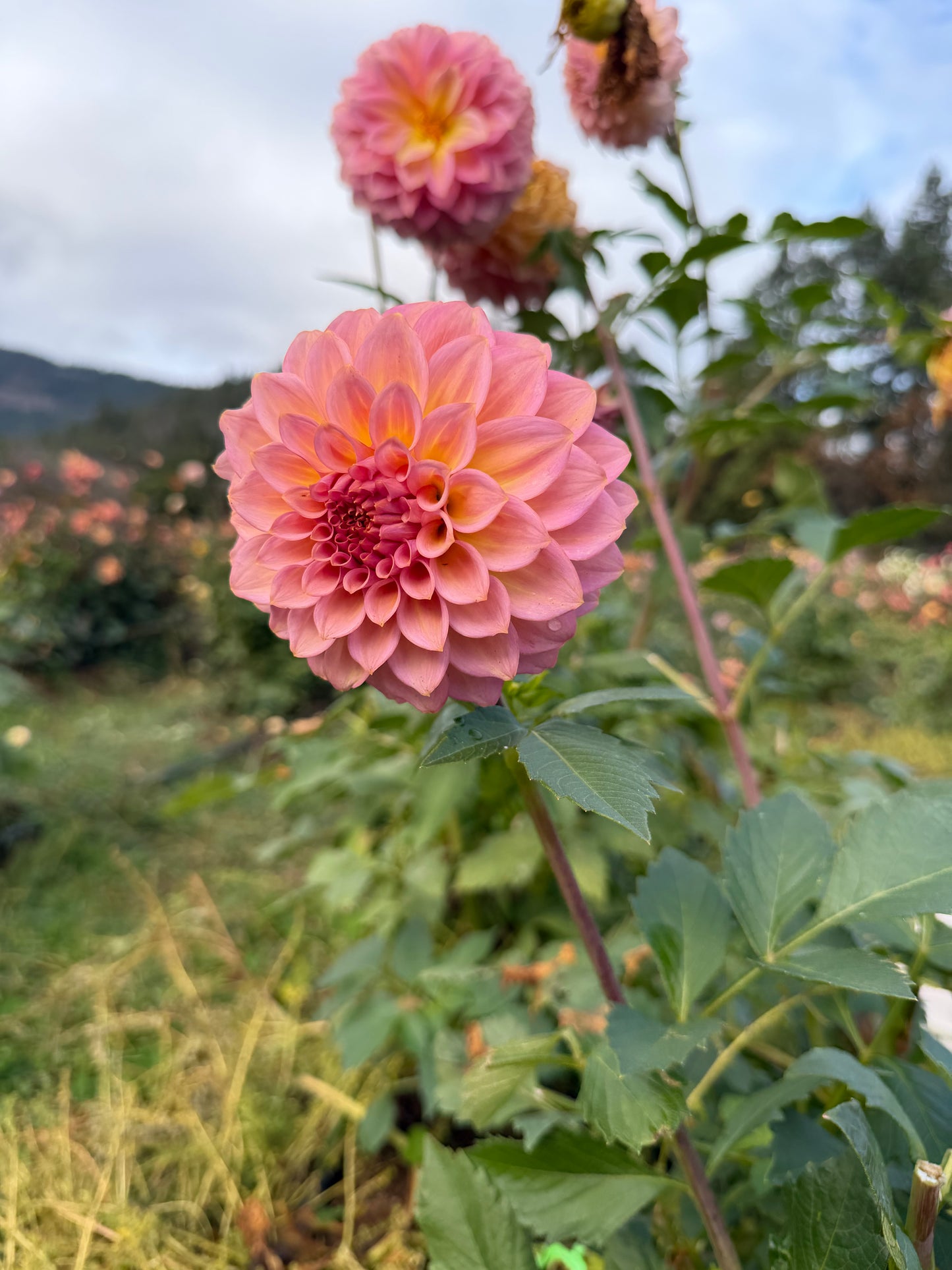 Parkland Tribute Dahlia Tuber