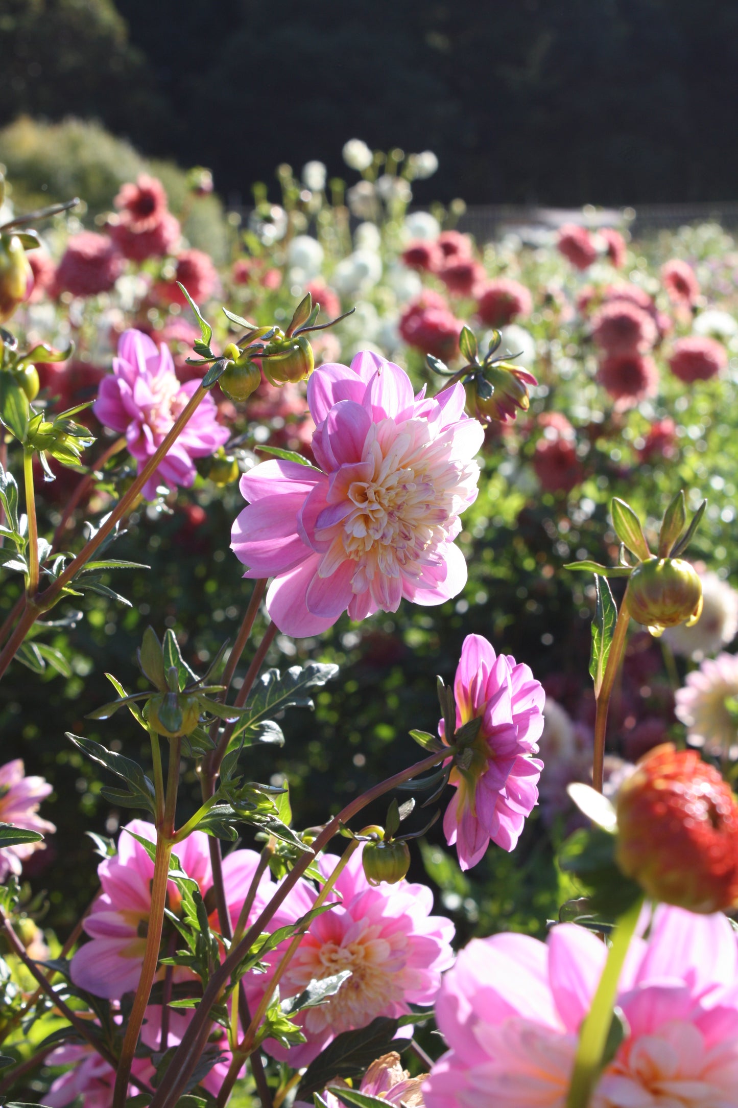Take Off Dahlia Tuber