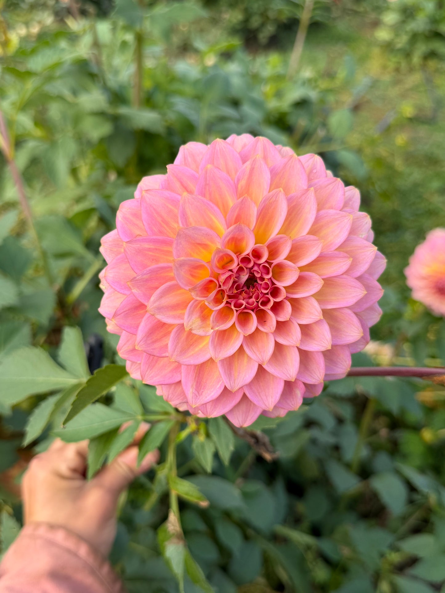 Parkland Tribute Dahlia Tuber
