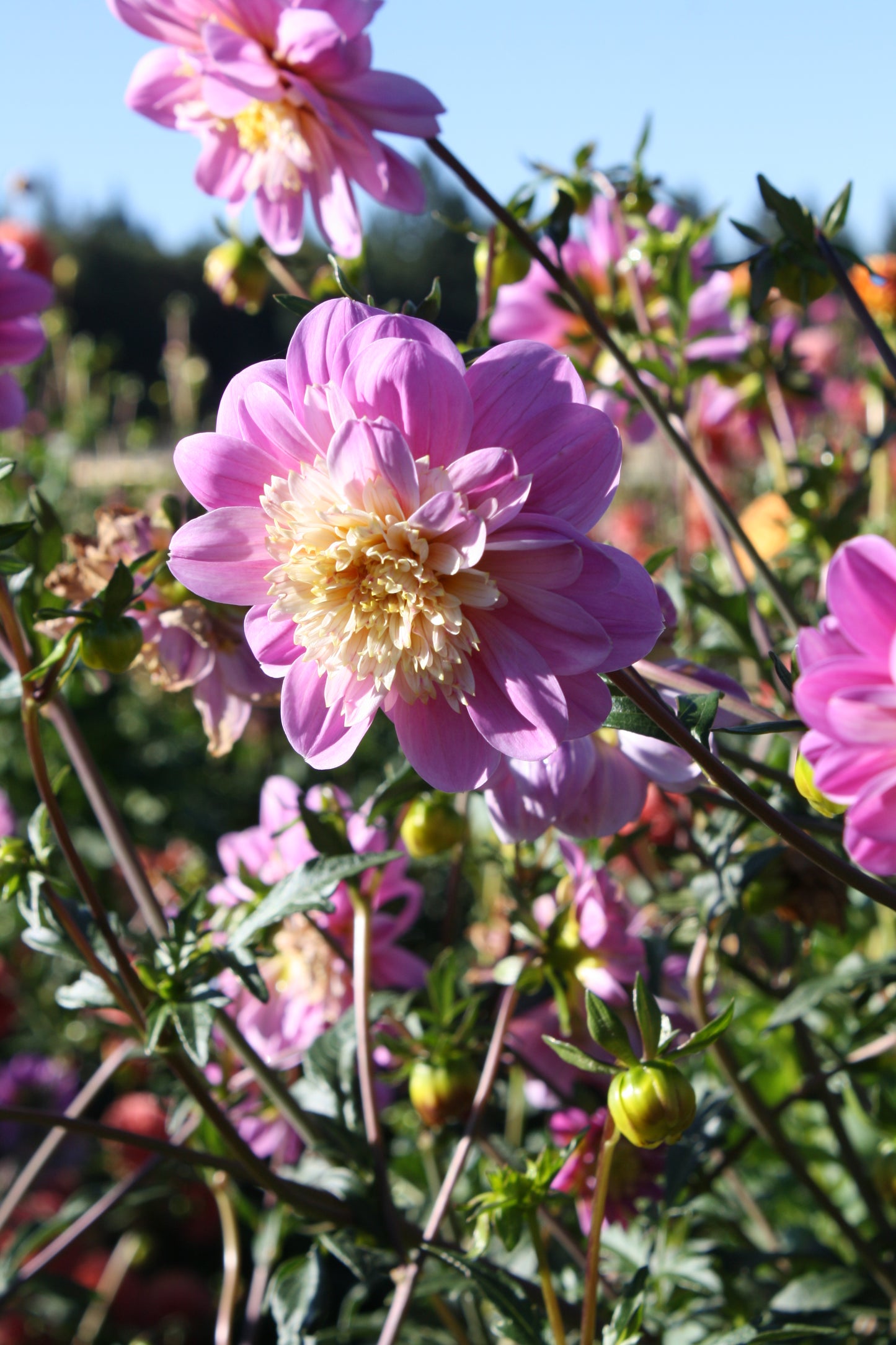 Take Off Dahlia Tuber