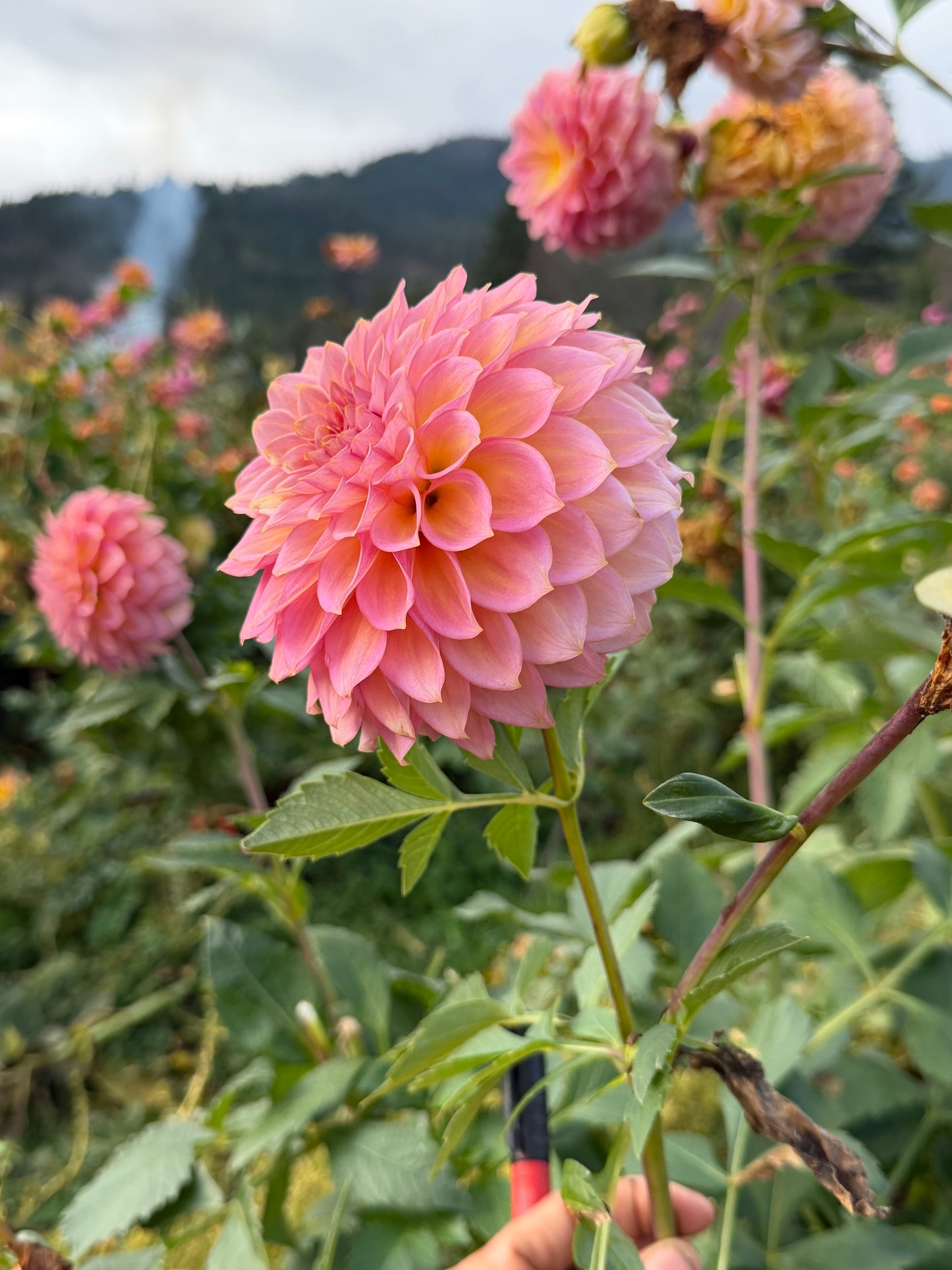 Parkland Tribute Dahlia Tuber