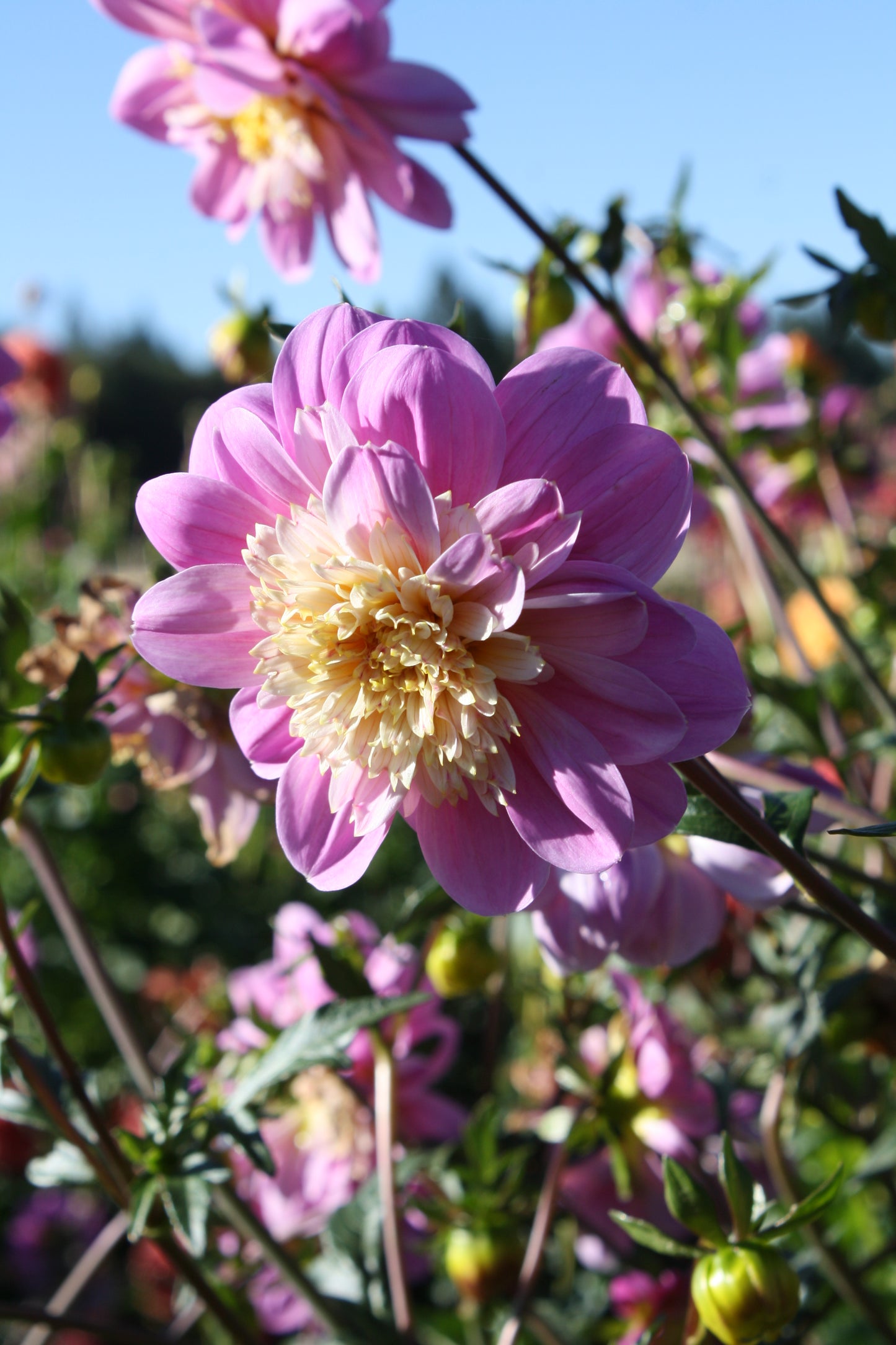 Take Off Dahlia Tuber