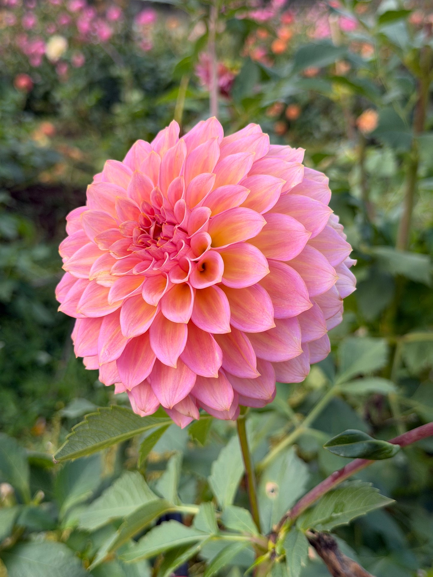 Parkland Tribute Dahlia Tuber