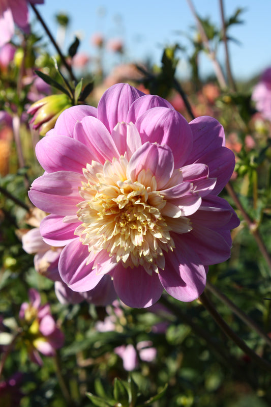 Take Off Dahlia Tuber