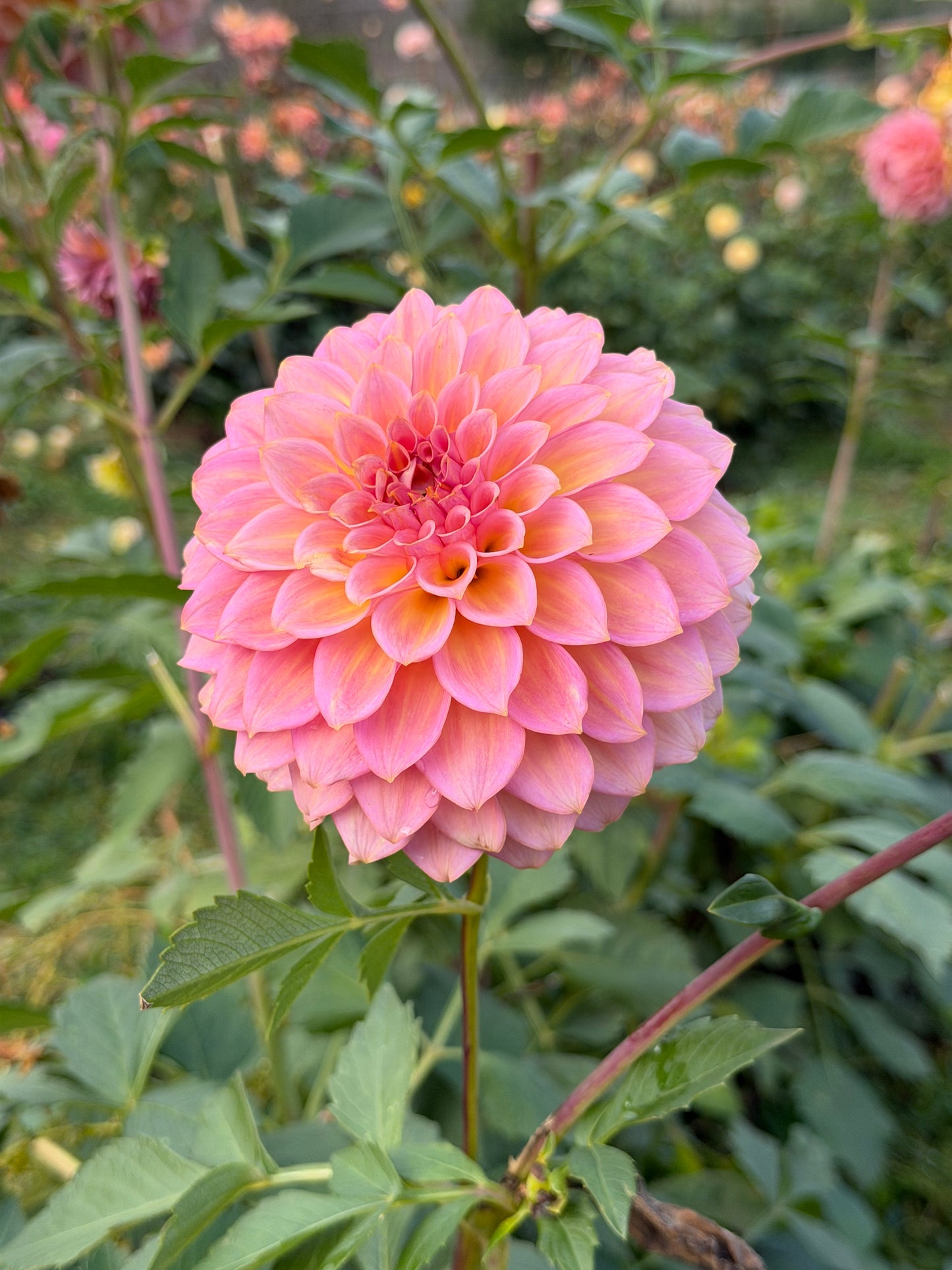 Parkland Tribute Dahlia Tuber