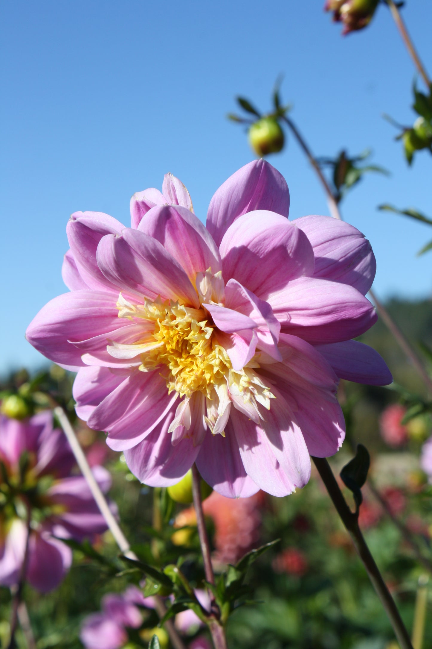 Take Off Dahlia Tuber