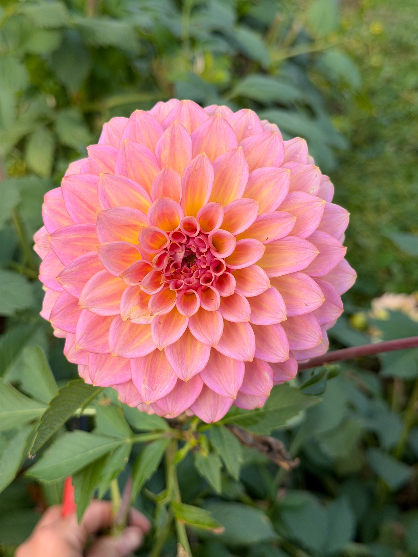 Parkland Tribute Dahlia Tuber
