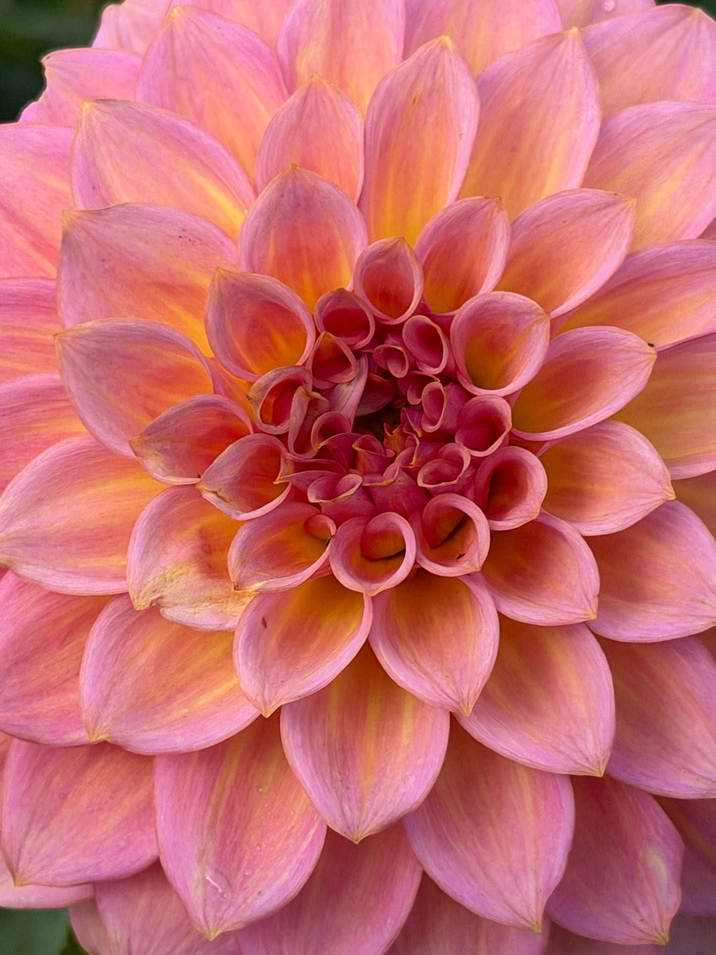 Parkland Tribute Dahlia Tuber