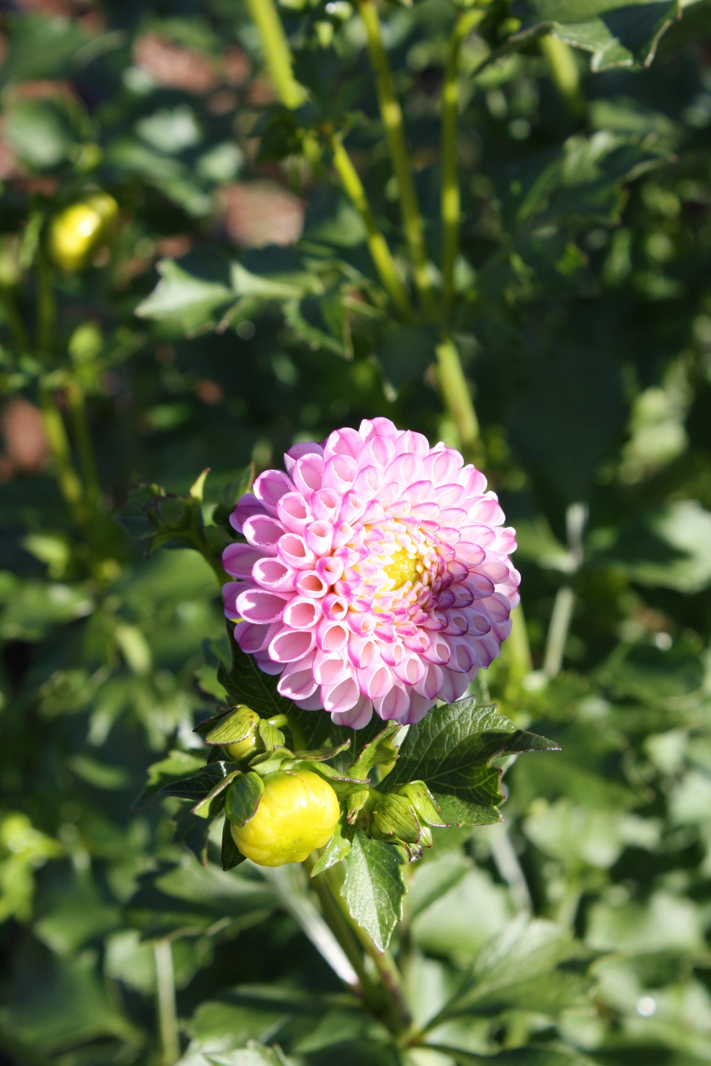 Zippity Do Da Dahlia Tuber