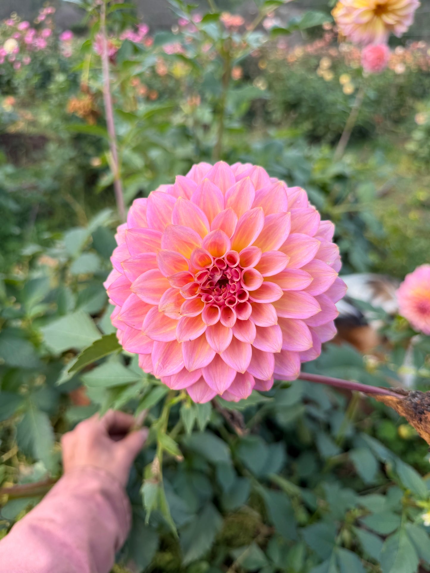 Parkland Tribute Dahlia Tuber