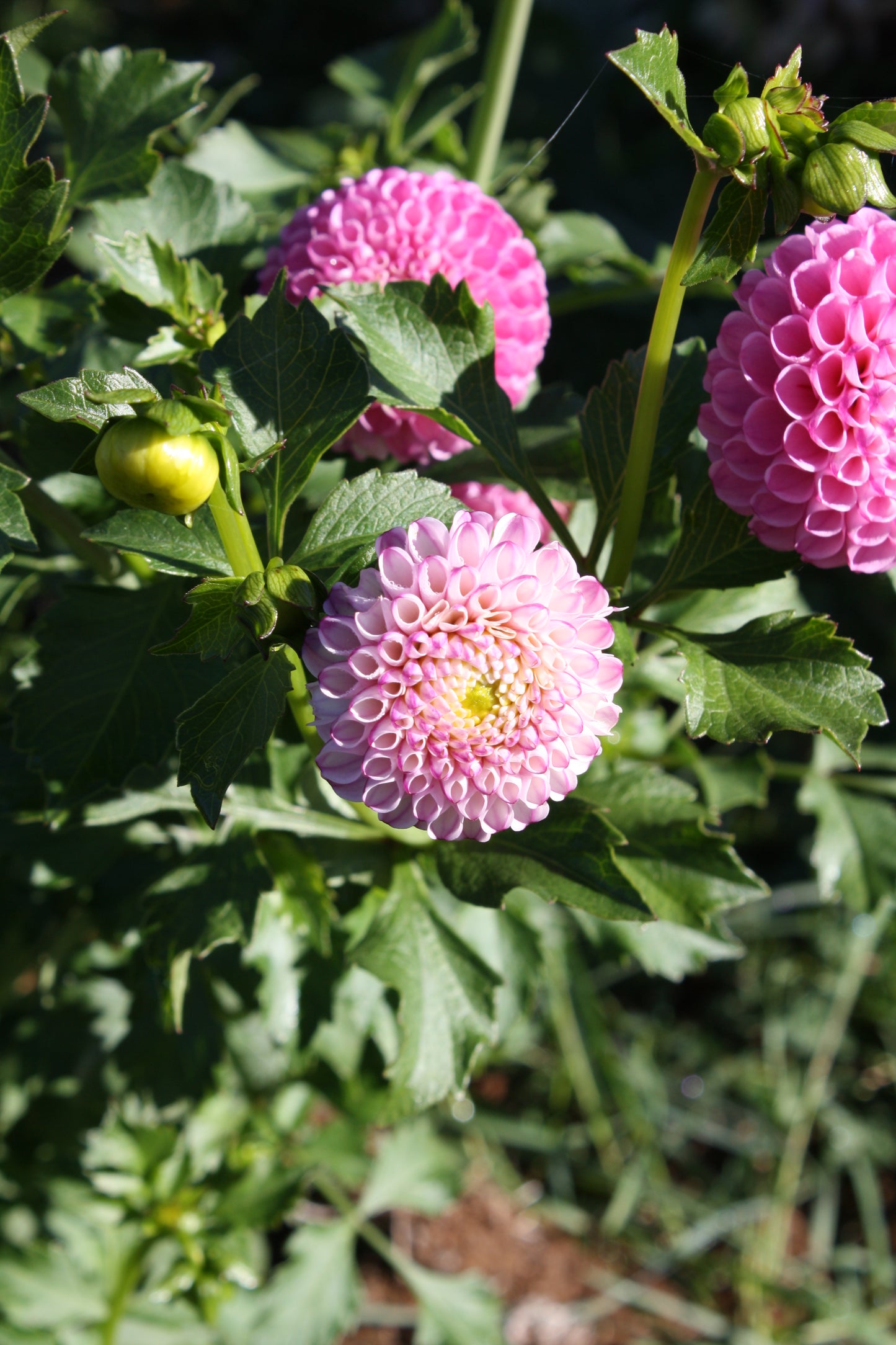 Zippity Do Da Dahlia Tuber