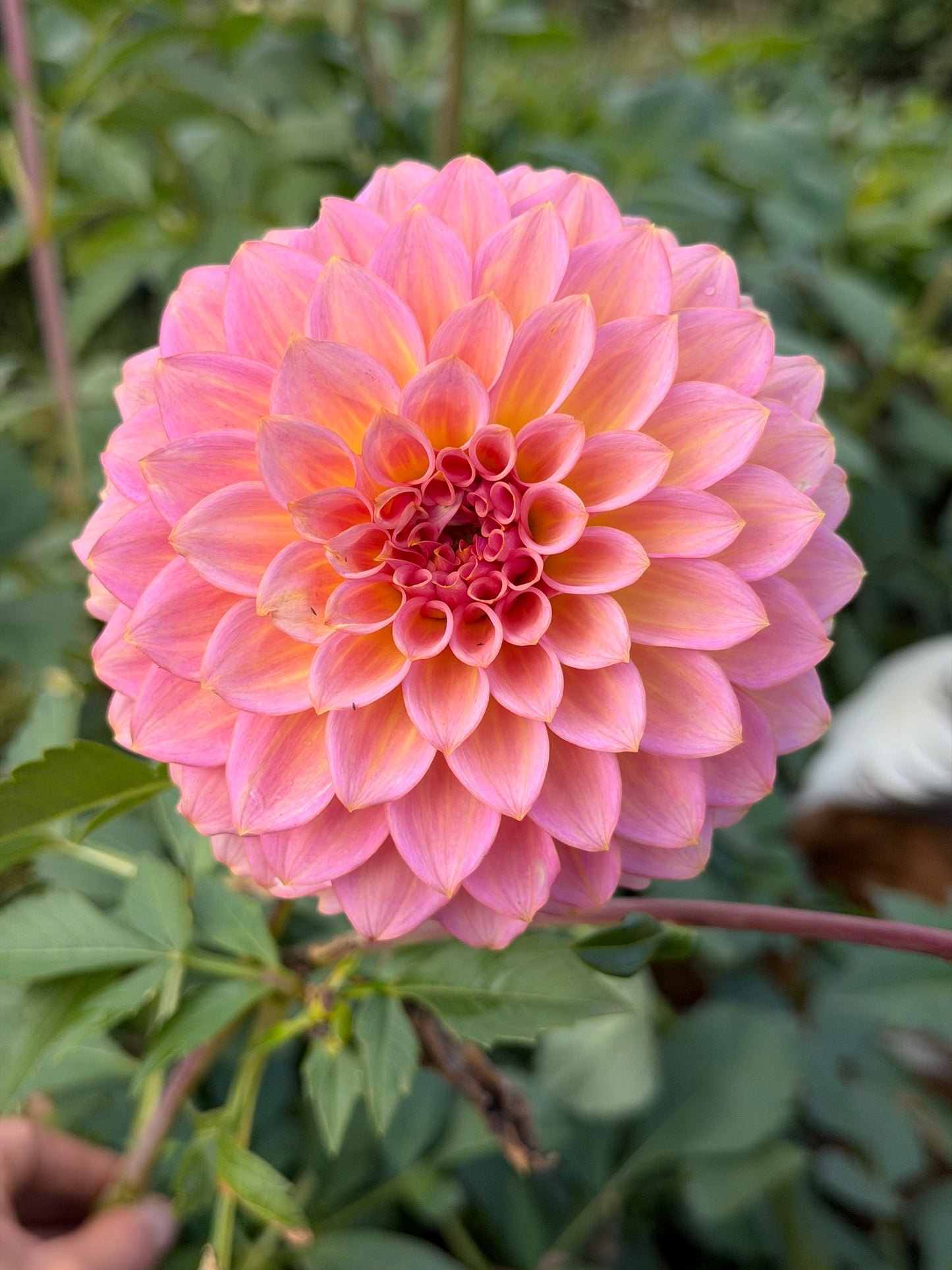 Parkland Tribute Dahlia Tuber