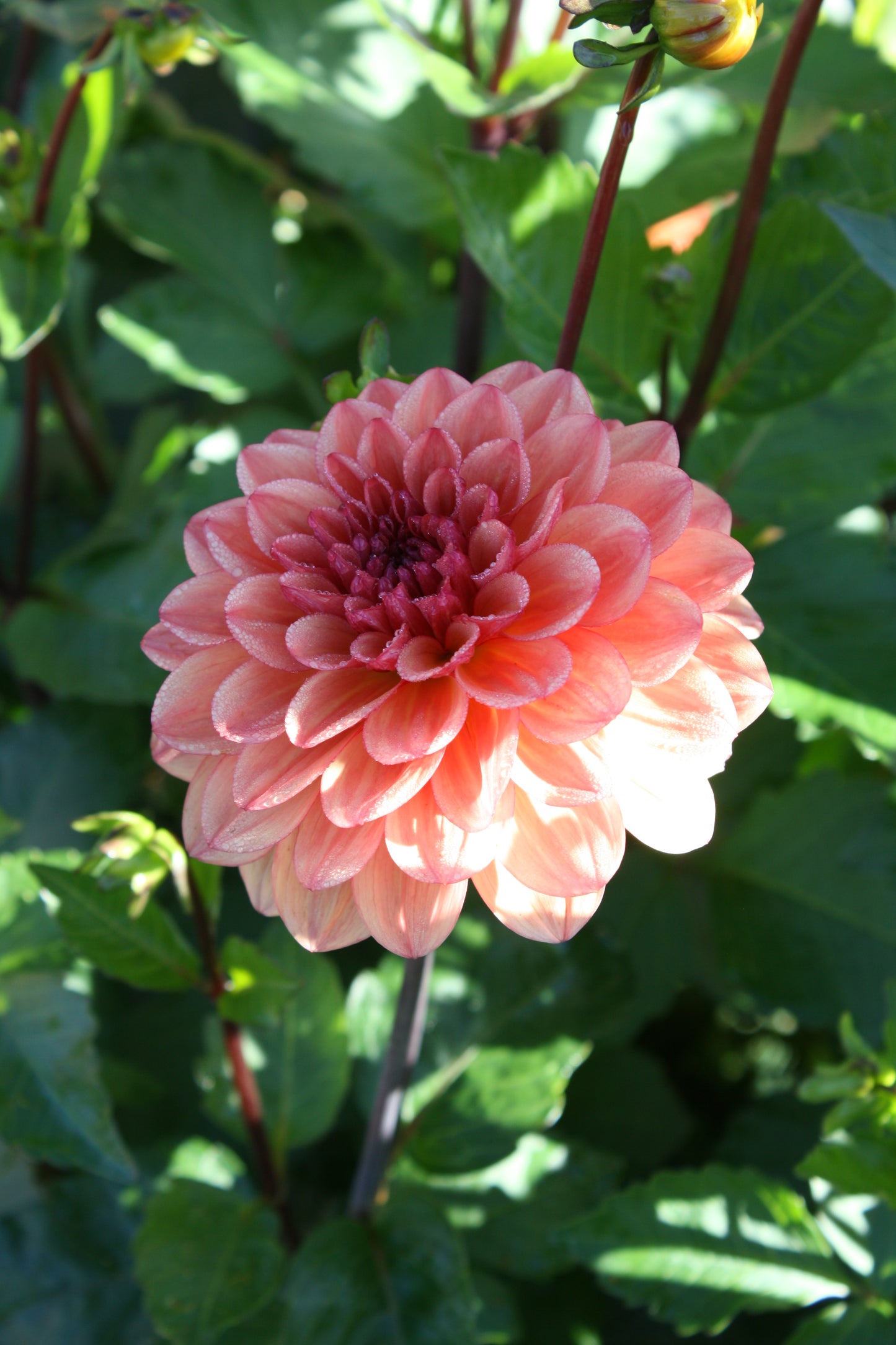 Orange Girl Dahlia Tuber