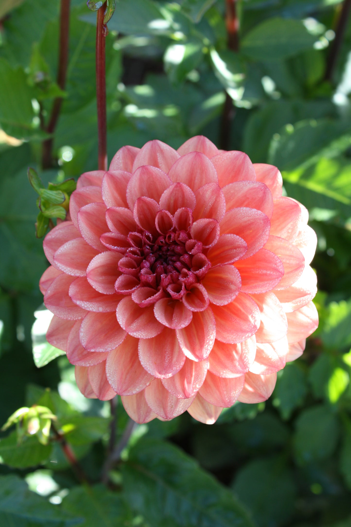 Orange Girl Dahlia Tuber