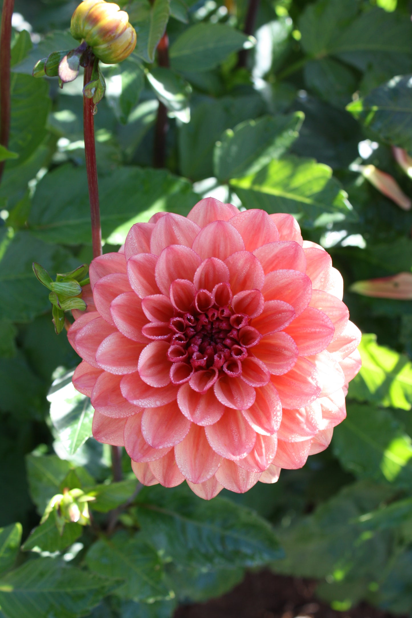 Orange Girl Dahlia Tuber