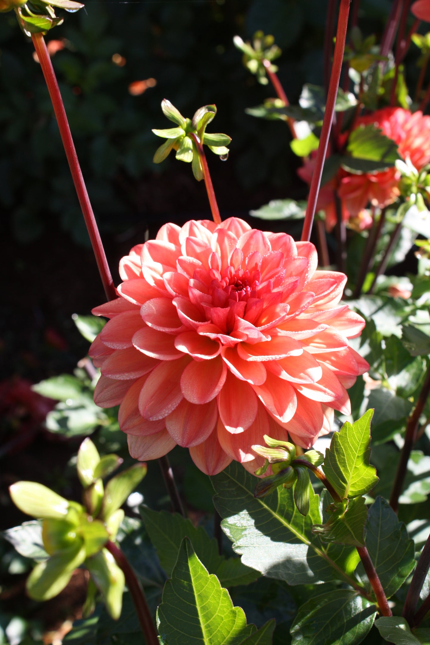 Orange Girl Dahlia Tuber