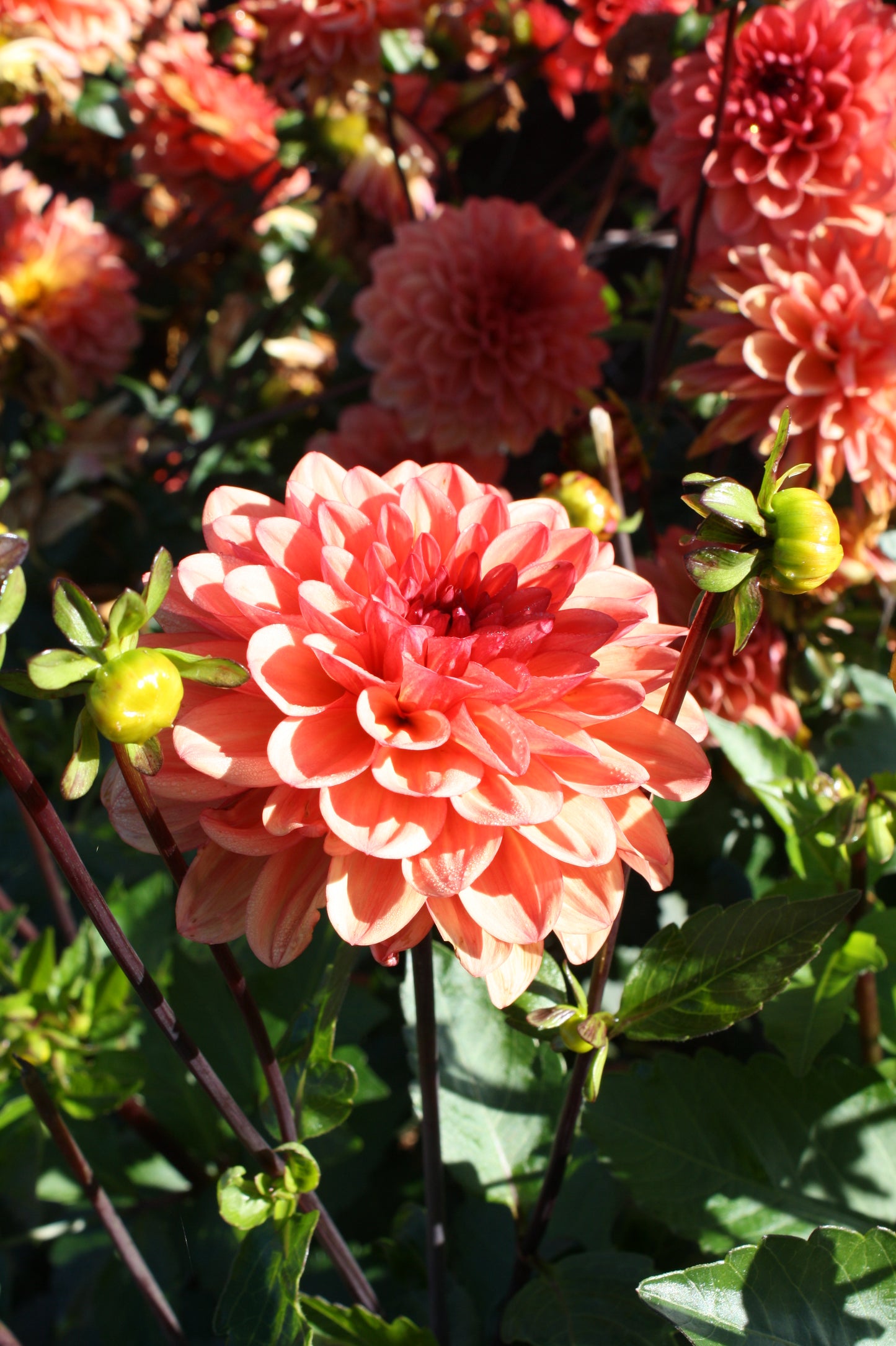 Orange Girl Dahlia Tuber