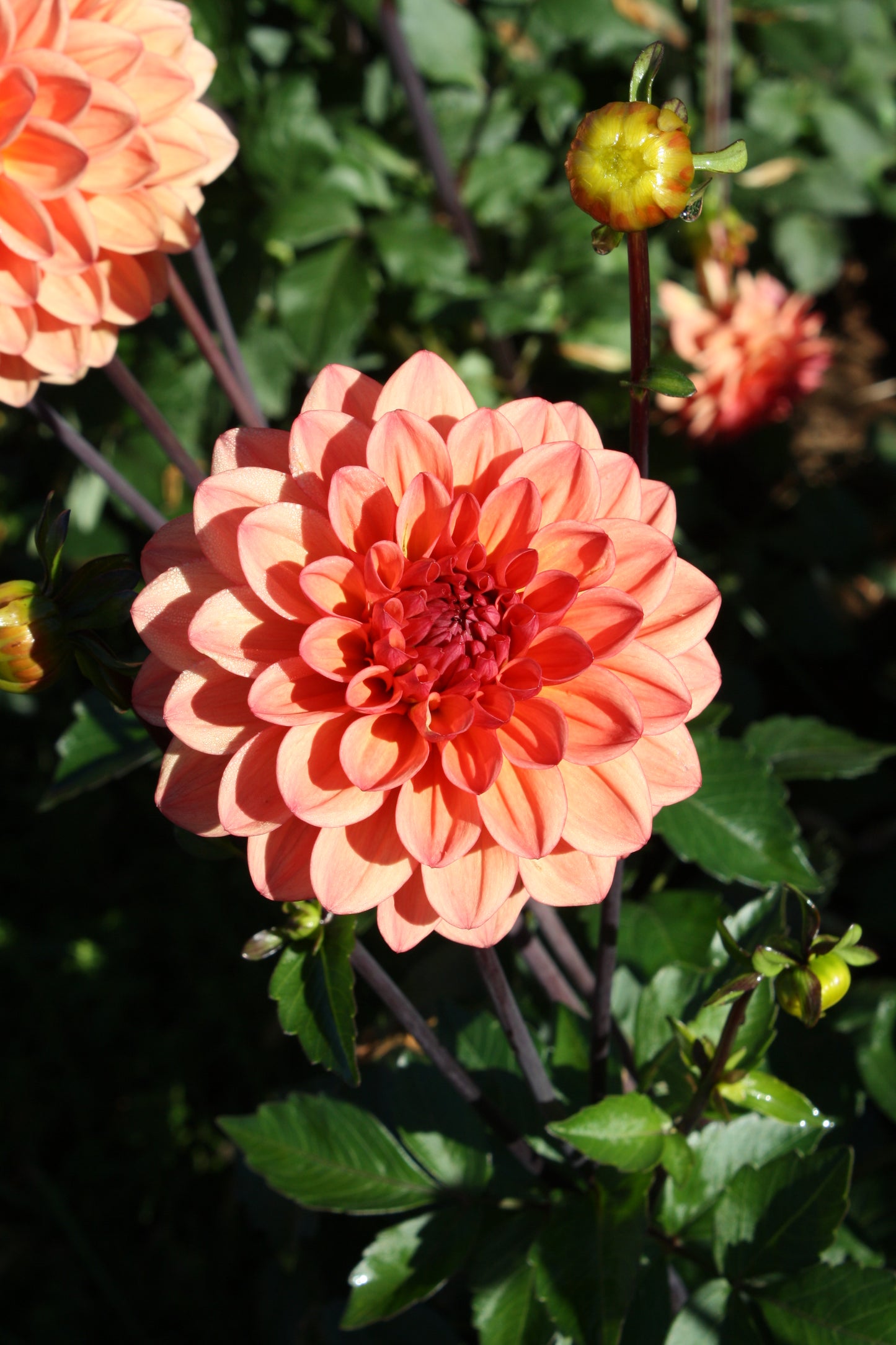 Orange Girl Dahlia Tuber