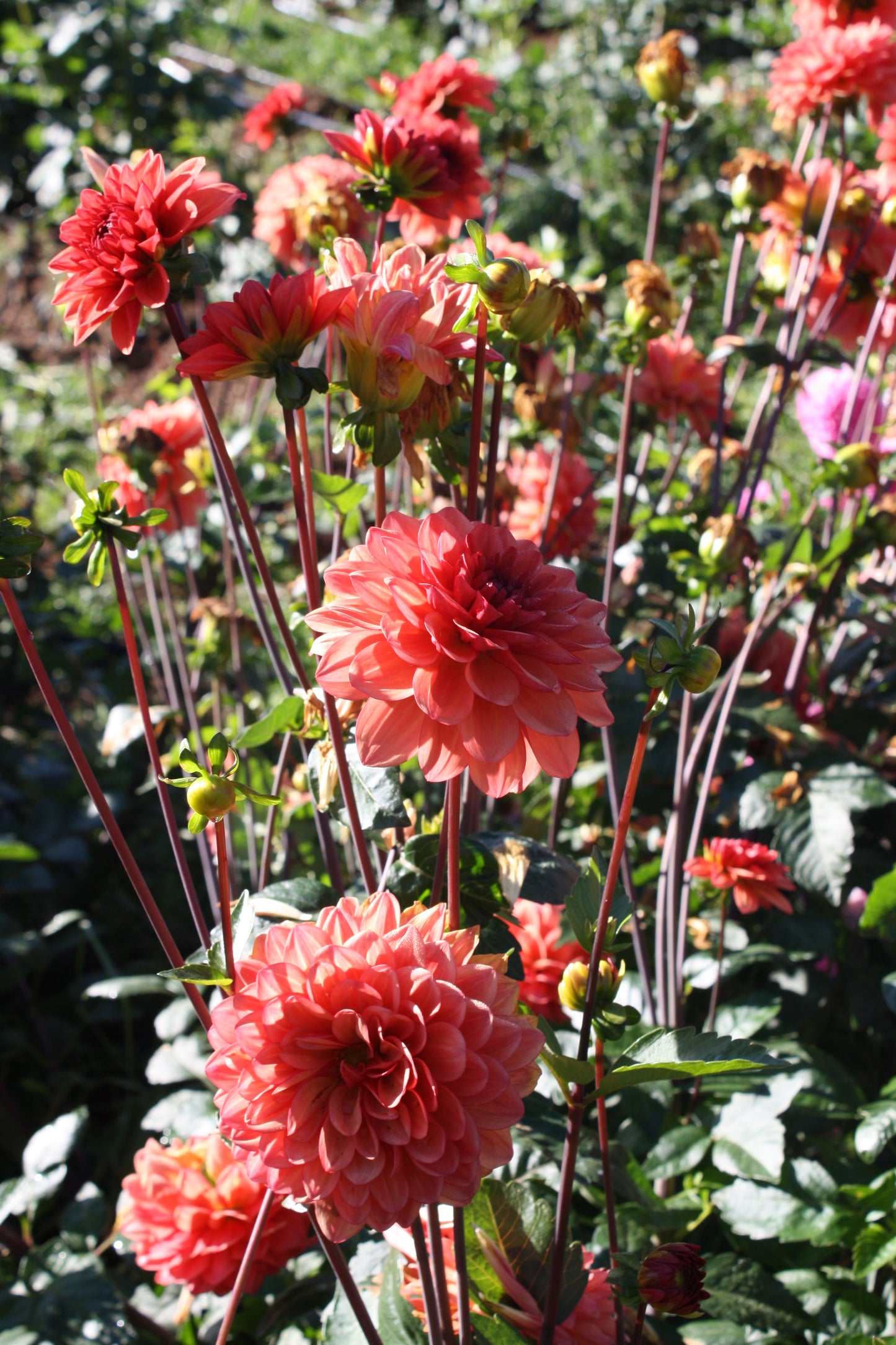 Orange Girl Dahlia Tuber