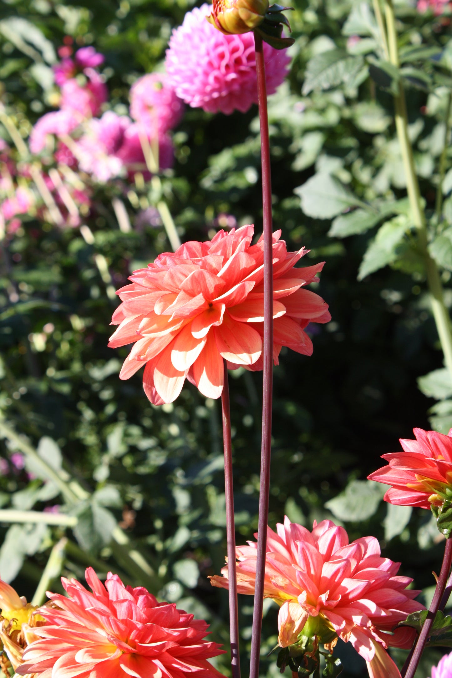 Orange Girl Dahlia Tuber
