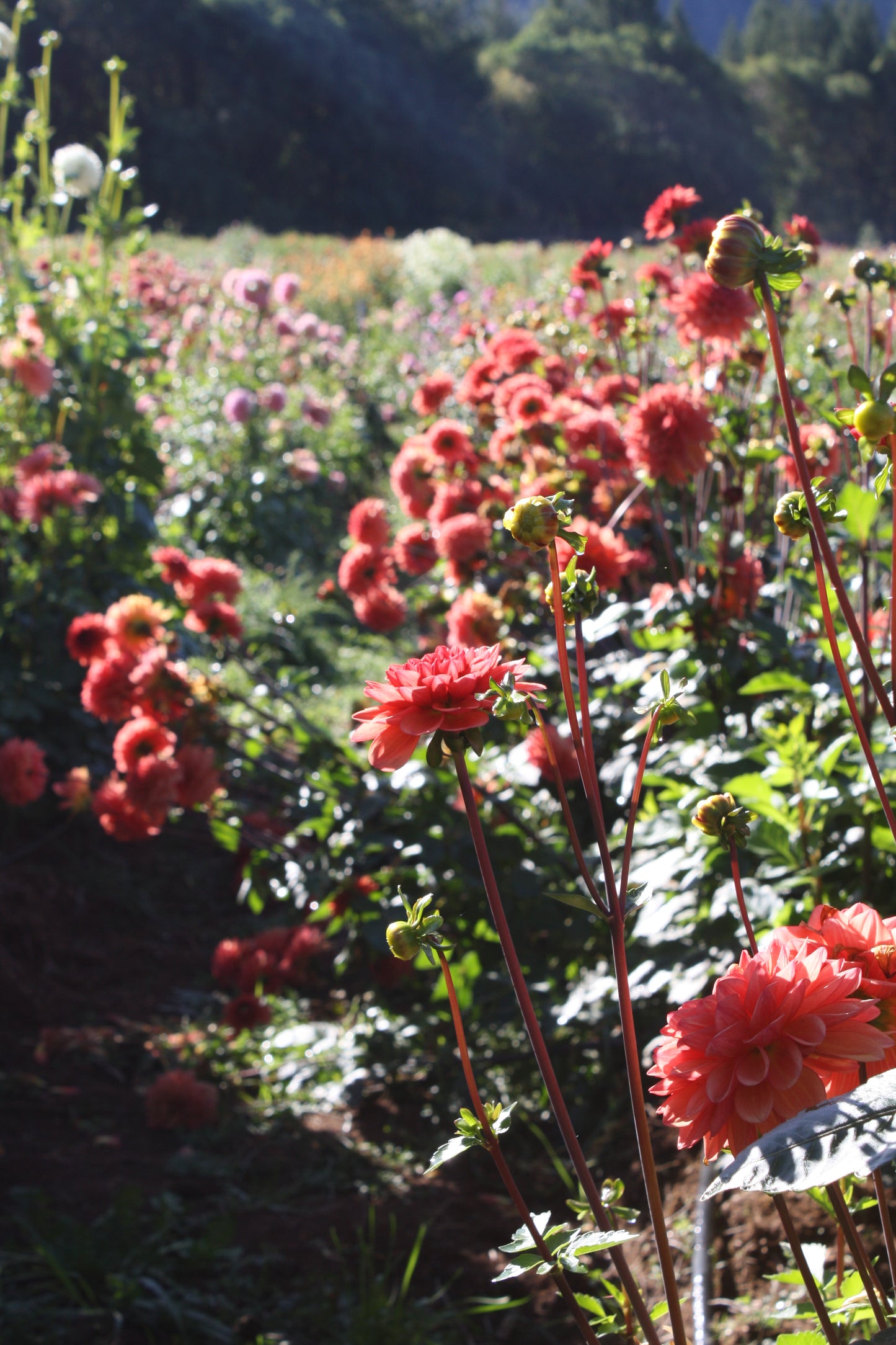 Orange Girl Dahlia Tuber