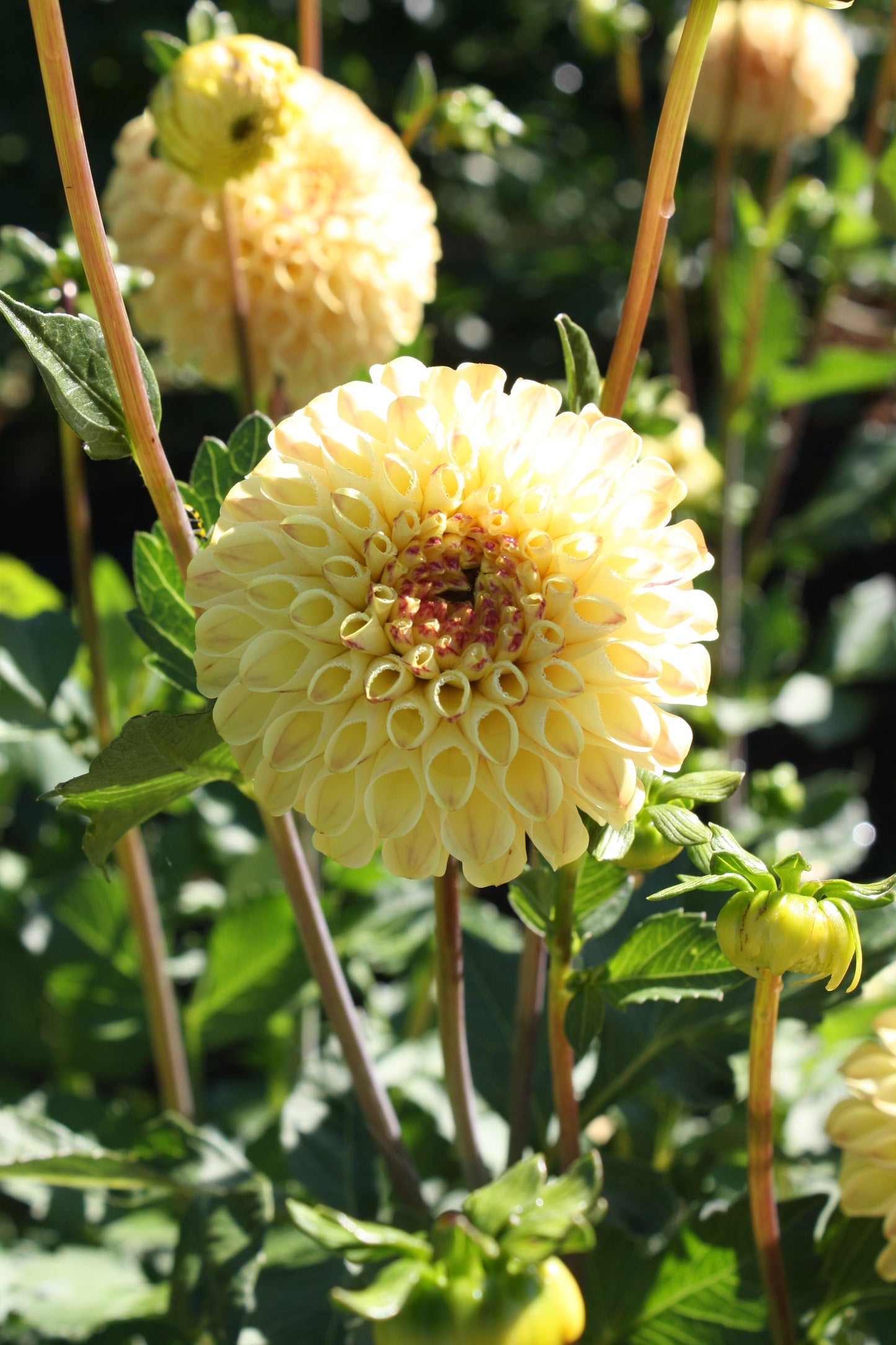 Ferncliff Spice Dahlia Tuber