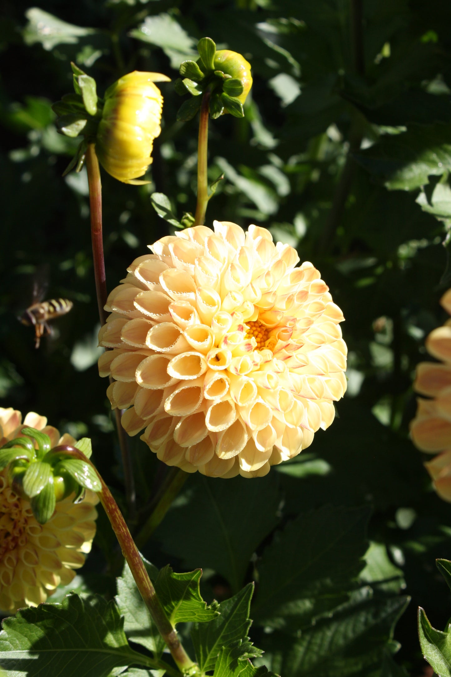 Ferncliff Spice Dahlia Tuber